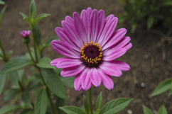 African Daisy Flower Background Product Image 1