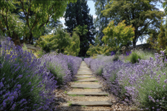 Lavender Garden Background Wallpaper Product Image 1