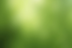 Blurred Green Gradient Background Wallpaper Product Image 1