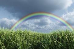 Rainbow with Grass Background Wallpaper Product Image 1