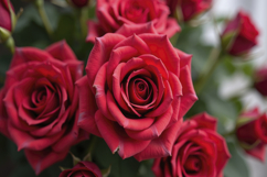 Red Flowers Background Wallpaper Product Image 1