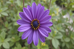 Purple Flowers Background Wallpaper Product Image 1