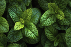 Spearmint Background Wallpaper Product Image 1