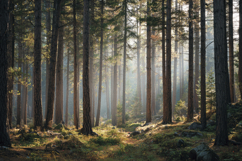 Tall Pine Trees Background Wallpaper Product Image 1