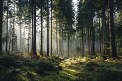 Tall Trees and Mossy Ground Background Wallpaper Product Image 1