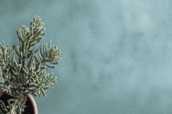 Chollas Plant Background Wallpaper Product Image 1