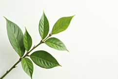 Branch of Leaves with White Background Wallpaper Product Image 1