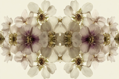 Symmetrical Botanical Background Product Image 1