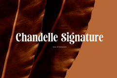 Saneco | Display Serif Product Image 12