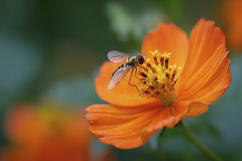 Orange Flower Butterfly Background Product Image 1
