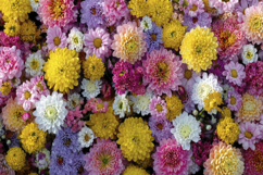 Flowering Plants Background Wallpaper Product Image 1