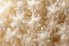 Baby&#039;s-Breath Background Wallpaper Product Image 1