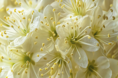 Elderflower Background Wallpaper Product Image 1