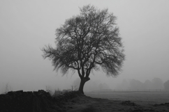 Black and White of a Tree in a Foggy Background Wallpaper Product Image 1