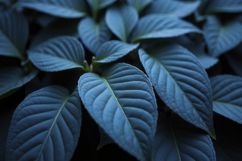 Persian Shield Plant Background Wallpaper Product Image 1