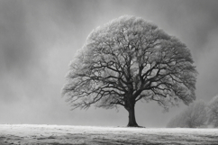 Black and White of a Solitary Oak Tree in a Winter Backgroun Product Image 1