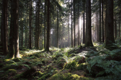 Sunlight Forest Background Wallpaper Product Image 1