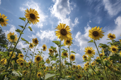 Field Of Sunflowers Background Product Image 1