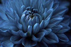 Blue Dahlia Background Product Image 1