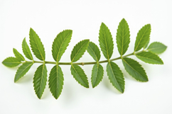 Leaves with White Background Wallpaper Product Image 1