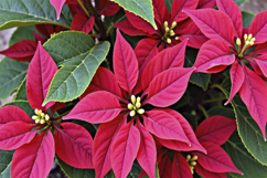 Poinsettia Flower Background Product Image 1