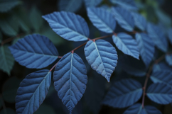 Beautiful Blue Plant Leaves Background Wallpaper Product Image 1