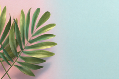 Palm Branch with Gradient Background Wallpaper Product Image 1