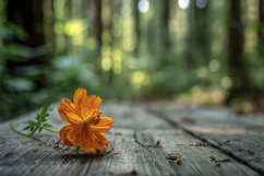 Orange Flower with Forest Background Wallpaper Product Image 1