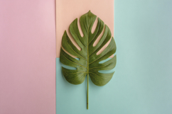 Monstera Plant with Colorful Background Wallpaper Product Image 1