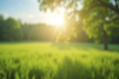Blurred Natural Green Park Background Wallpaper Product Image 1
