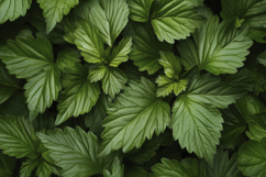 Common Nettle Background Wallpaper Product Image 1