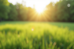 Green Field Blurred Background Wallpaper Product Image 1