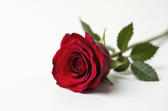 Red Rose with White Background Wallpaper Product Image 1