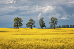 Yellow Field with Tress Background Wallpaper Product Image 1