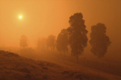 Misty Forest Landscape Background Product Image 1