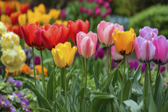 Garden Tulips Background Wallpaper Product Image 1
