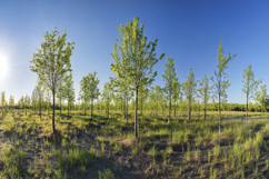 Nature Forest Background Wallpaper Product Image 1