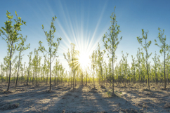 Sunny Beams in Plants Background Wallpaper Product Image 1