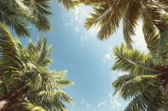 Palm Trees with Sky Background Wallpaper Product Image 1