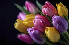 Garden Tulip Background Wallpaper Product Image 1