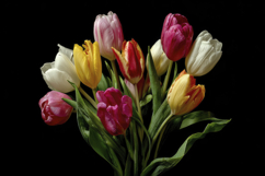Colorful Flowers Background Wallpaper Product Image 1