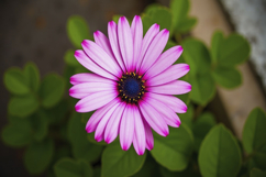 African Daisy Background Product Image 1