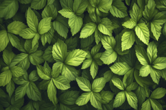 Jiaogulan Background Wallpaper Product Image 1