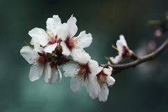Almond Blossoms Background Wallpaper Product Image 1
