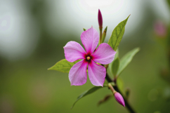 Periwinkle Flower Background Wallpaper Product Image 1