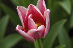 Pink Tulip Background Wallpaper Product Image 1