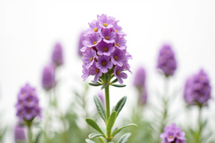 Lavender Flowers with White Background Wallpaper Product Image 1