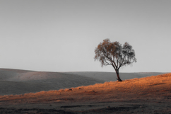 Lone Tree Hill Side Background Wallpaper Product Image 1