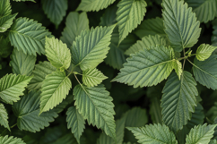 Common Nettle Background Wallpaper Product Image 1