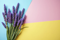 English Lavender with Colorful Paper Background Wallpaper Product Image 1